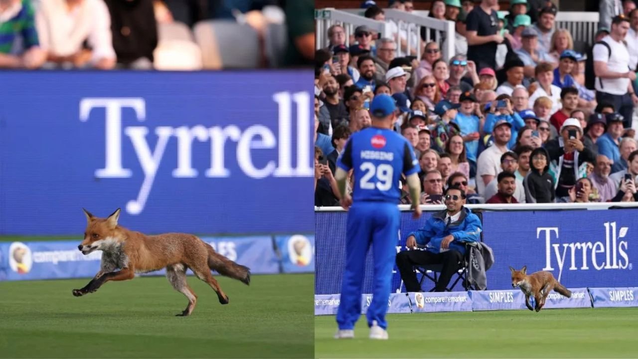 The Hundred Match में घुसा चालाक लोमड़ी! मैदान में मच गई हलचल, लोमड़ी बनी क्रिकेट रोकने की वजह